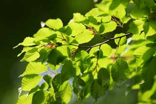 photo, la matière, libre, aménage, décrivez, photo de la réserve,Verdure, Le vert frais, Green, jeune permission, bourgeon