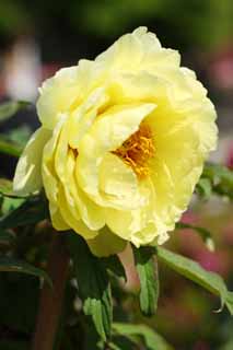 photo, la matière, libre, aménage, décrivez, photo de la réserve,La pivoine de Temple Hase-dera, pivoine, bouton, , Mitera de la fleur