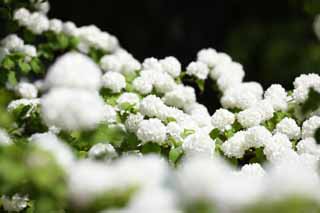 photo, la matière, libre, aménage, décrivez, photo de la réserve,Ode Mari, Ode Mari, , jouer avec une balle qui frappe avec la fleur de la main, 