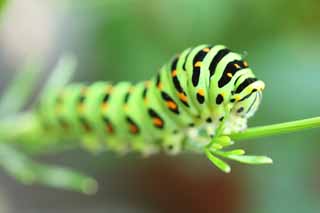 photo, la matière, libre, aménage, décrivez, photo de la réserve,La larve du machaon jaune commun, papillon, , chenille verte, 