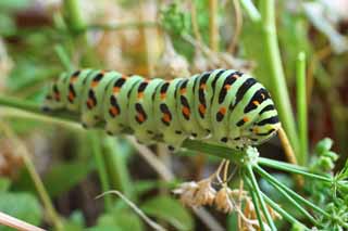 photo, la matière, libre, aménage, décrivez, photo de la réserve,La larve du machaon jaune commun, papillon, , chenille verte, 