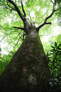 photo, la matière, libre, aménage, décrivez, photo de la réserve,Un arbre de Mt. Takao, L'aboiement, Mousse, chemin de branche, forêt