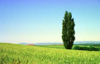 photo, la matière, libre, aménage, décrivez, photo de la réserve,Peuplier et un champ du blé, arbre, champ, vert, ciel bleu