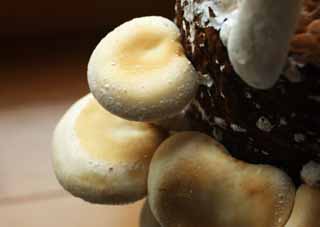 photo, la matière, libre, aménage, décrivez, photo de la réserve,Un shiitake, champignon, , Kinoko, shiitake