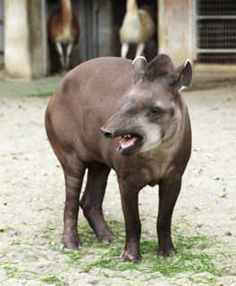 photo, la matière, libre, aménage, décrivez, photo de la réserve,Un tapir américain, tapir, rêve, Une oreille, défense