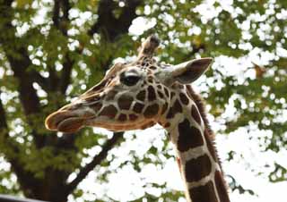 photo, la matière, libre, aménage, décrivez, photo de la réserve,Girafe Reticulatad, girafe, , fourrure, dessin de la plaque du demi-teinte