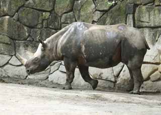 photo, la matière, libre, aménage, décrivez, photo de la réserve,Higashi noircissent le rhinocéros, rhinocéros, , corne, 