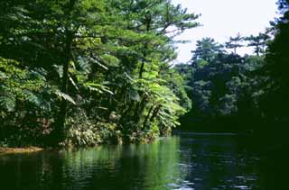 photo, la matière, libre, aménage, décrivez, photo de la réserve,Berge et une jungle, étang, bois, , 