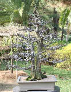 photo, la matière, libre, aménage, décrivez, photo de la réserve,Un bonsai coréen, bonsai, plante de jardin, Jardiner, Art