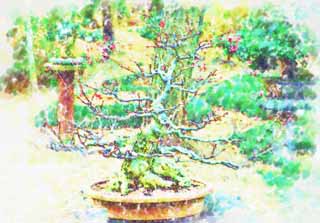 illust, matière, libre, paysage, image, le tableau, crayon de la couleur, colorie, en tirant,Un bonsai coréen, bonsai, plante de jardin, Jardiner, Art