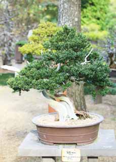 photo, la matière, libre, aménage, décrivez, photo de la réserve,Un bonsai coréen, bonsai, plante de jardin, Jardiner, Art