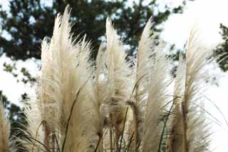 photo, la matière, libre, aménage, décrivez, photo de la réserve,Plumes d'herbe de pampa, pampa, Corée, , 