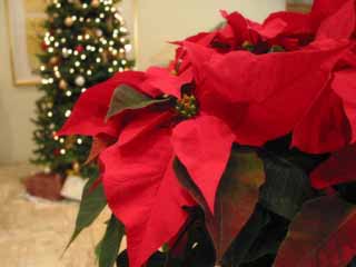 photo, la matière, libre, aménage, décrivez, photo de la réserve,Saison du poinsettia, rouge, , , 