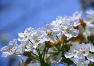 photo, la matière, libre, aménage, décrivez, photo de la réserve,La cerise fleurit en Corée, blanc, fleur de la cerise, , 