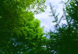 photo, la matière, libre, aménage, décrivez, photo de la réserve,Vert tendre et le ciel, vert, ciel bleu, , 