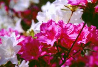 photo, la matière, libre, aménage, décrivez, photo de la réserve,Fleurs de l'azalée blanches et rouges, azalée, rouge, , 