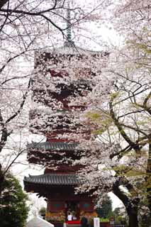 photo, la matière, libre, aménage, décrivez, photo de la réserve,Ikegami sont devant le temple de porte Cinq Pagode Storeyed, Takashi Nichiren, Chaitya, Cinq pagode Storeyed, Hidetada public