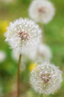 photo, la matière, libre, aménage, décrivez, photo de la réserve,Le coton du pissenlit, pissenlit, , Dan Delaware ion, pissenlit du snakeroot du coltsfoot