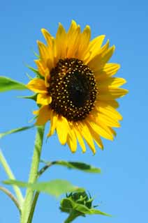 photo, la matière, libre, aménage, décrivez, photo de la réserve,Un tournesol, tournesol, , , 