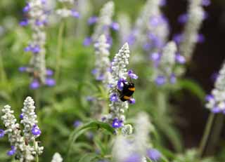 photo, la matière, libre, aménage, décrivez, photo de la réserve,Bourdon, abeille, , , Rêve