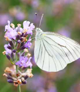 photo, la matière, libre, aménage, décrivez, photo de la réserve,Réglez le papillon du brimstone de la bizarrerie, papillon, , , plume