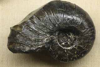 photo, la matière, libre, aménage, décrivez, photo de la réserve,Une ammonite, fossile, Une ammonite, pierre du potiron, Crustacés Amon