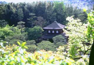 photo, la matière, libre, aménage, décrivez, photo de la réserve,Ginkakuji dans le bois, Ginkakuji, arbre, , 