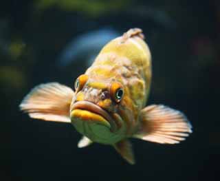 photo, la matière, libre, aménage, décrivez, photo de la réserve,Le visage du poisson, nageoire, , Un globe de l'oeil, Nager