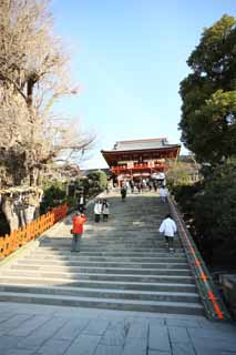 photo, la matière, libre, aménage, décrivez, photo de la réserve,Hachiman-gu temple Hongu, , Un temple supérieur, temple principal, arbre sacré