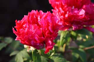 photo, la matière, libre, aménage, décrivez, photo de la réserve,Une pivoine, pivoine, bouton, pivoine hivernale, Médecine chinoise