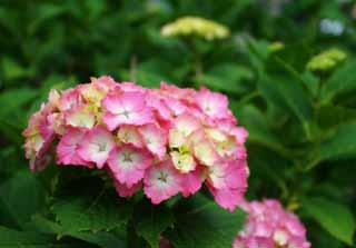 photo, la matière, libre, aménage, décrivez, photo de la réserve,Hortensia timide, hortensia, , , 