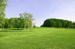 photo, la matière, libre, aménage, décrivez, photo de la réserve,Turfy rendent carré, Hitsujigaoka, arbre, bouleau, ciel bleu