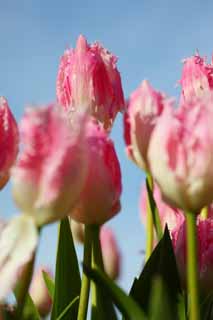 photo, la matière, libre, aménage, décrivez, photo de la réserve,Une tulipe, tulipe, pétale, Je suis joli, Je suis beau