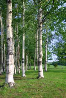 photo, la matière, libre, aménage, décrivez, photo de la réserve,Donnez les verges le bosquet, Hitsujigaoka, arbre, bouleau, 