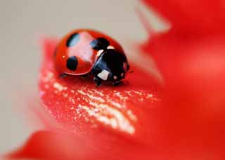 photo, la matière, libre, aménage, décrivez, photo de la réserve,Coccinelle, Furano, fleur, insecte, coccinelle