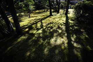 photo, la matière, libre, aménage, décrivez, photo de la réserve,Le modelage de l'ombre d'un arbre, Mousse, L'ombre d'un arbre, arbre, Ombre