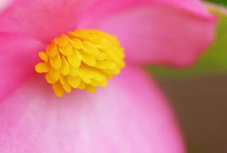 photo, la matière, libre, aménage, décrivez, photo de la réserve,Bégonia timide, Furano, fleur, bégonia, étamines