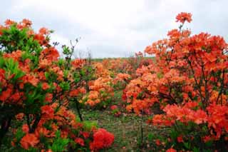 photo, la matière, libre, aménage, décrivez, photo de la réserve,Azalée, Furano, fleur, azalée, 