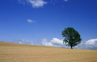 photo, la matière, libre, aménage, décrivez, photo de la réserve,Été de l'arbre de philosophie, champ, arbre, ciel bleu, nuage