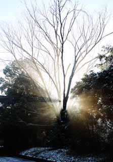 photo, la matière, libre, aménage, décrivez, photo de la réserve,La lumière de l'oracle, Sei Dieu, ligne légère, Lumière sacrée, Luminosité