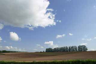 photo, la matière, libre, aménage, décrivez, photo de la réserve,Ligne de l'arbre, terrain agricole et nuage, bosquet, nuage, ciel bleu, champ