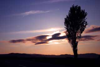 photo, la matière, libre, aménage, décrivez, photo de la réserve,Peuplier et nuage du soir, peuplier, nuage, ciel bleu, mettant soleil