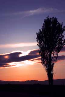 photo, la matière, libre, aménage, décrivez, photo de la réserve,Être debout encore le soir, peuplier, nuage, ciel bleu, mettant soleil