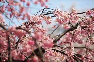 photo, la matière, libre, aménage, décrivez, photo de la réserve,Arbre de cerise Gensuke, arbre de la cerise, , , lanterne de jardin