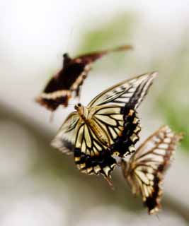 Foto, materieel, vrij, landschap, schilderstuk, bevoorraden foto,De rendez-vous van hét swallowtail vlinder, Swallowtail vlinder, , Vlinder, Paring