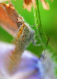 Foto, materieel, vrij, landschap, schilderstuk, bevoorraden foto,Verkering beeldscherm van een vlinders, Vlinder, , , Blauwe vlinder