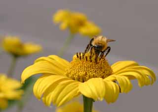 Foto, materieel, vrij, landschap, schilderstuk, bevoorraden foto,Zwarte, glanzende bee, Bee, , Stuifmeel, Bloem