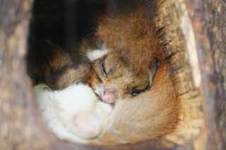 Foto, materieel, vrij, landschap, schilderstuk, bevoorraden foto,Dormouse, , , , 