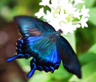 Foto, materieel, vrij, landschap, schilderstuk, bevoorraden foto,Papilio maackii, , , , 