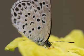 Foto, materieel, vrij, landschap, schilderstuk, bevoorraden foto,Kleine vlinder, Blauwe vlinder, , Vlinder, 